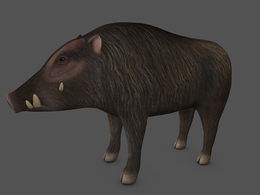 野猪C4D模型 wild boar 3d model