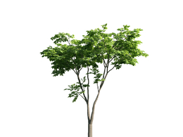 景观树木：英国梧桐三维模型plant-20