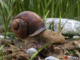 超写实无偏差CPU渲染器 Corona render for C4d 圣诞节热门版本Beta 1 RC1