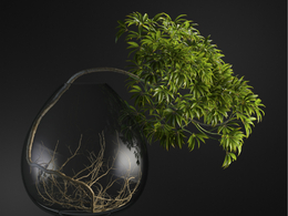 玻璃缸掌叶梁王茶观叶绿植c4d模型下载