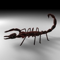蝎子3D模型 SCORPION