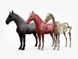 马匹骨架肌肉解剖分解3D模型合集Horse Ecorche