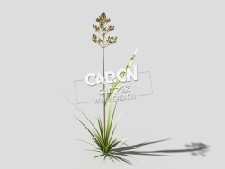 根际草常绿草根草植物C4D模型 bent-grass-a1 3d model