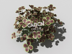 青铜色的荷兰四叶草植物C4D模型 bronze-clover-b 3d model