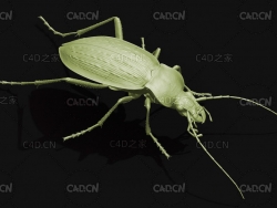 地甲虫步甲科甲虫步行虫 昆虫甲虫C4D模型 Ground beetle