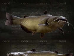 鲶鱼 Catfish