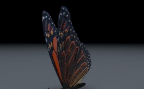 蝴蝶C4D模型 Orange Butterfly