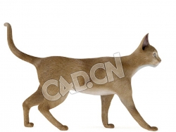 走路的宠物猫阿比西尼亚猫C4D模型