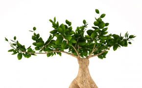 20个高精度植物盆栽3D模型 CGAXIS Convexshapes 3D Potted Plants