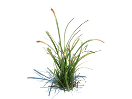 草地绿草植物杂草模型下载simple grass v2