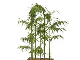 高品质绿竹盆栽室内装饰植物3D模型带材质贴图支持多种格式C4D/Blender/OBJ下载