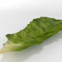 生菜叶子C4D模型 lettuce