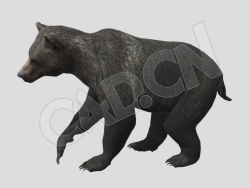 黑熊灰熊狗熊C4D动画模型