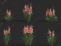 唐菖蒲菖兰剑兰扁竹莲十样锦十三太保花卉植物C4D模型 Gladiolus gandavensis