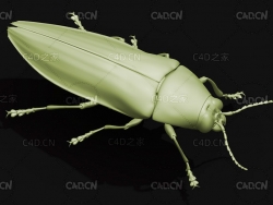 爆皮虫 锈皮虫 彩虹吉丁虫 昆虫甲虫C4D模型 Chrysochroa fulgidissimna