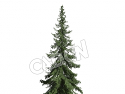 C4D欧洲云杉罗汉松松树模型 Picea abies 3d model