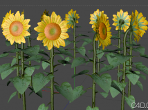 向日葵 Sunflower