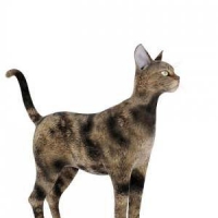 猫3D模型 Cats 3D models