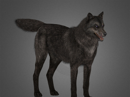 灰狼cod-ghosts-wolf-puppy
