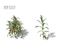 Xforg-植物模型-Agriculture:高粱3D模型 Sorghum