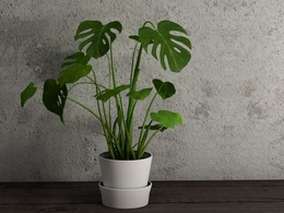 景观盆景 龟背竹C4D模型 Monstera deliciosa