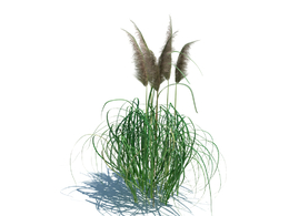 野牛草植物杂草模型下载cortaderia jubata v2