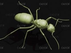 蚂蚁木蚁昆虫C4D模型 Carpenter ant Q