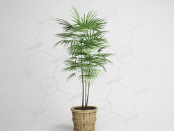 棕竹观赏绿植室内盆栽植物模型下载