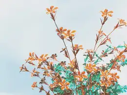C4D花卉创意工程文件 PRINCETON PETUNIA