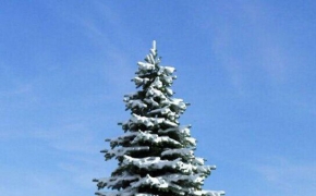 雪松C4D模型 Cedar 3D model
