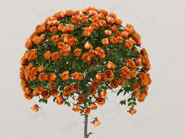 圆形花株橙黄色月季花景观花卉C4D模型Roses - Ornge - 1.17 m