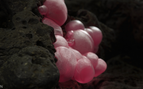 SolidAngle Arnold 1.0.5 for Cinema 4D 阿诺德渲染器