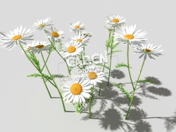 春黄菊甘菊花植物C4D模型 camomile-a 3d model