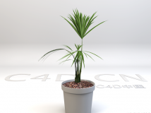 小蒲葵C4D模型 景观植物盆景