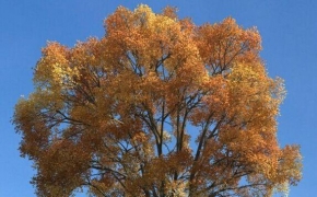 秋天黄叶大树C4D模型 And yellow leaves of autumn trees 3D model