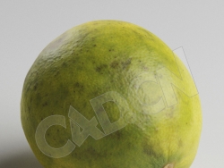 C4D绿色橙子酸橙模型 Lime