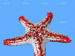 海星C4D绑定动画模型 starfish c4d model