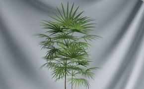 办公区景观植物盆景C4D模型 Landscape plant bonsai