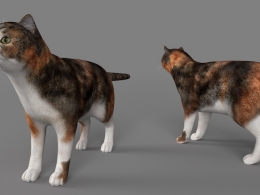 异国短毛猫C4D模型 Exotic Shorthair Kittens 3d model