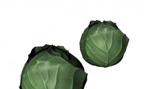 C4D蔬菜模型-茴子白模型 cabbage