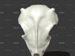 动物头骨家居装饰 Skull