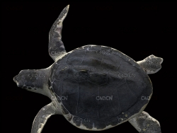 C4D玳瑁海龟动画模型 Kemp’s Ridley Turtle 3d model