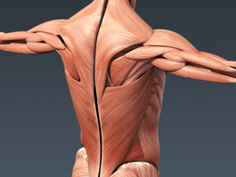 人体模型、肌肉、骨骼、生物器官