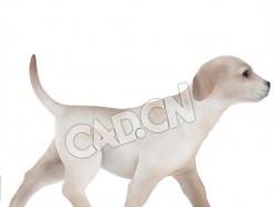 行走的拉布拉多犬C4D模型