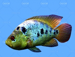 彩虹丽鱼科鱼C4D动画模型 rainbow cichlid c4d model