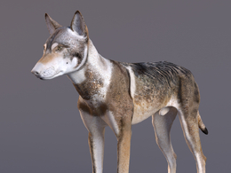 草原野狼公狼c4d模型Wolf Animation - VFX Grace