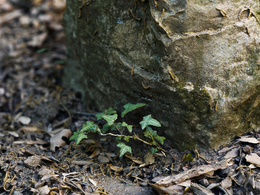 C4D Octane石头写实景观渲染模型 Rock