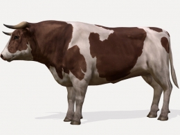 高精度棕白花奶牛公牛3D模型下载，支持动画绑定多格式，真实农场畜牧动物角色数字资产bull-animations