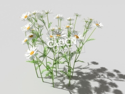 春黄菊甘菊花植物C4D模型 camomile-c 3d model