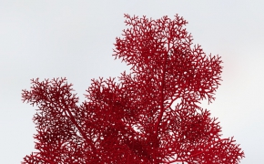 海底生物：巨型海扇C4D模型 Giant Sea Fan